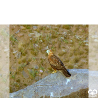 گونه سارگپه استپی Common Buzzard